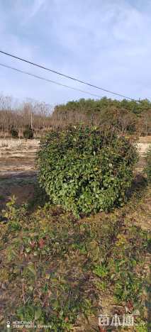 冠幅220厘米红叶石楠球