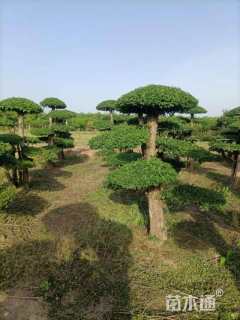 10公分造型对节白蜡