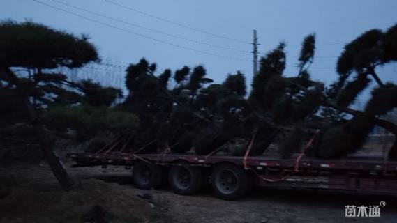 15公分造型油松