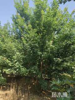 高度600厘米丛生五角枫