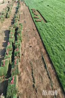 草块状马尼拉草