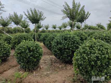 冠幅100厘米大叶黄杨球