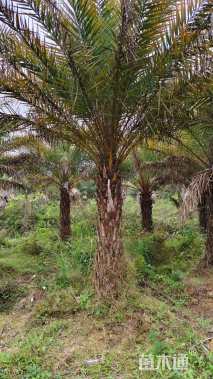 裸干高350厘米华棕