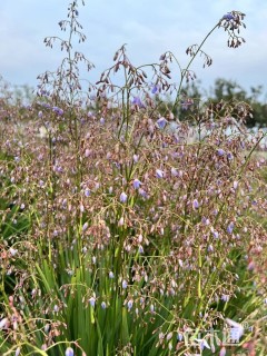 高度20厘米山菅兰