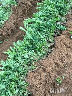 高度40厘米卫矛