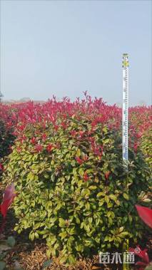冠幅150厘米红叶石楠球