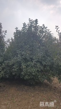 冠幅400厘米红叶石楠球