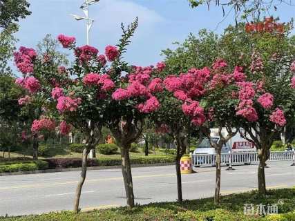 20公分红火箭紫薇