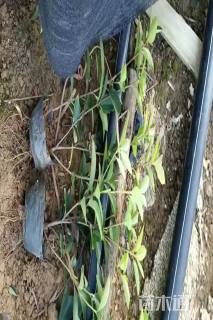 高度40厘米红叶石楠小苗