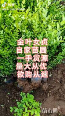 高度50厘米金叶女贞小苗