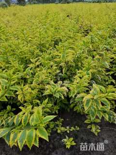 高度60厘米金叶连翘