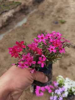 高度15厘米丛生福禄考