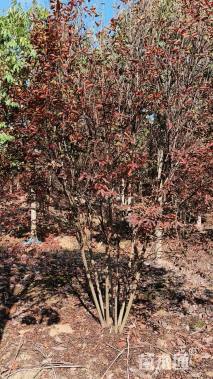 高度200厘米美国紫薇