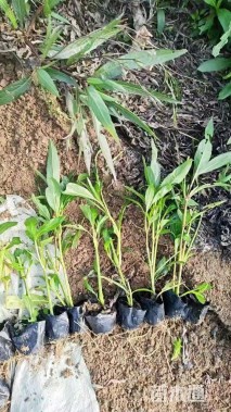 高度33厘米翠芦莉