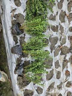 高度15厘米六月雪