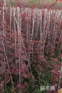 高度100厘米羽毛枫