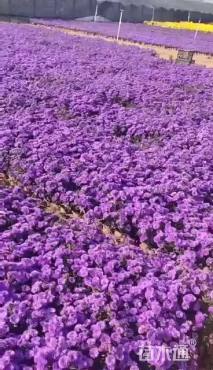 高度10厘米翠菊