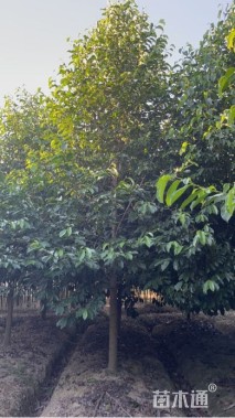 12公分乐昌含笑