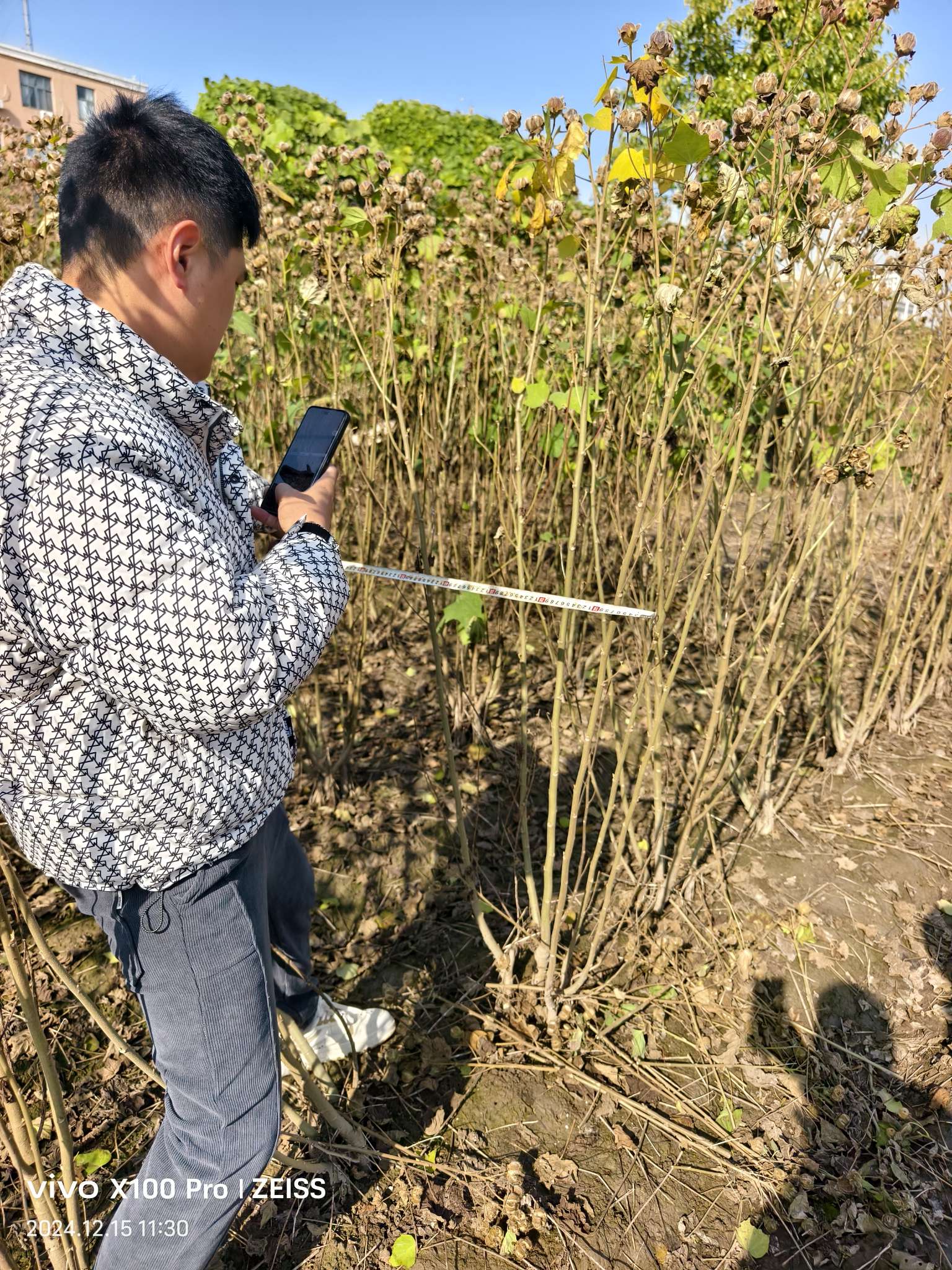 高度180厘米木芙蓉