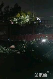 高度80厘米粉花绣线菊