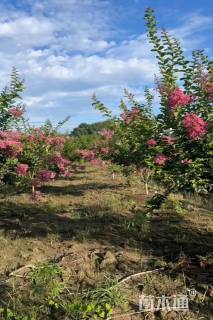 高度130厘米天鹅绒紫薇