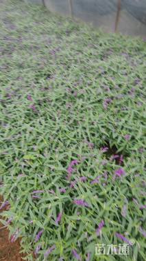 高度30厘米墨西哥鼠尾草