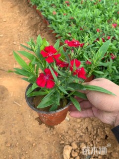 高度20厘米五彩石竹