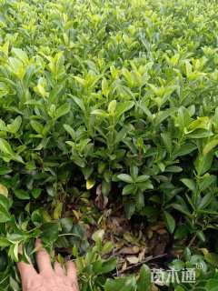 高度40厘米大叶黄杨