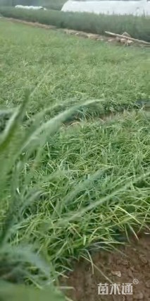 高度30厘米沿阶草