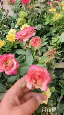 高度40厘米大花月季