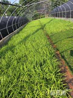 高度20厘米吉祥草