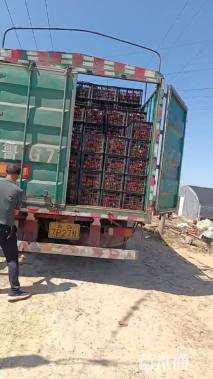 高度80厘米再力花