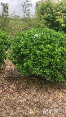 冠幅100厘米大叶黄杨球