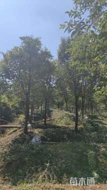 12公分大叶女贞