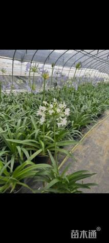 高度30厘米百子莲