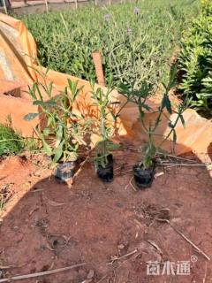 高度25厘米马鞭草