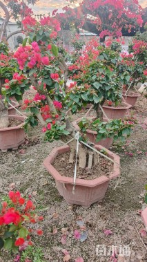 8公分造型三角梅