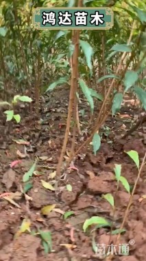 高度60厘米核桃小苗