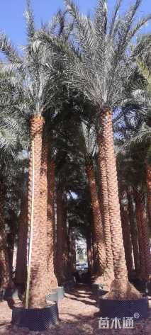 裸干高800厘米海枣