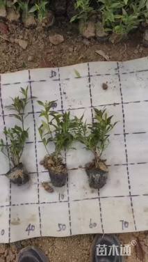 高度20厘米小叶栀子