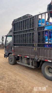 高度30厘米活血丹