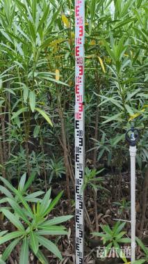 高度130厘米夹竹桃