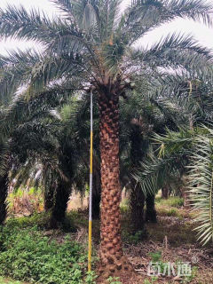 裸干高800厘米银海枣