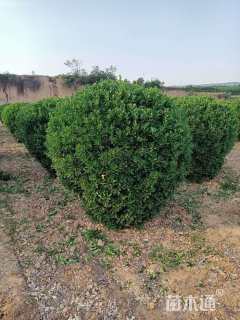 冠幅180厘米大叶黄杨球