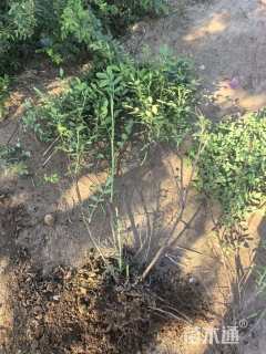 红刺玫种子红刺玫种子