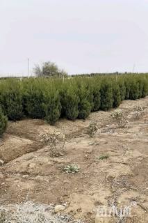 高度150厘米桧柏