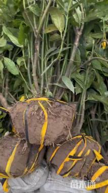 高度80厘米桃叶珊瑚