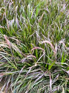 高度60厘米紫叶狼尾草