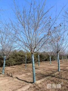 18公分染井吉野樱