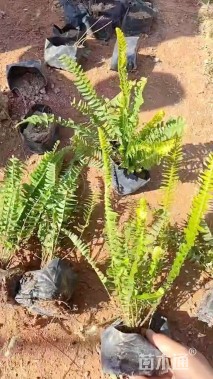 高度40厘米肾蕨